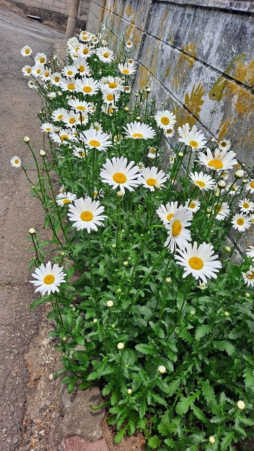 25 φυτά για παρτέρια και μονοπάτια που θα ανθίζουν ασταμάτητα από την Άνοιξη μέχρι το Φθινόπωρο 22 25 φυτά για παρτέρια και μονοπάτια που θα ανθίζουν ασταμάτητα από την Άνοιξη μέχρι το Φθινόπωρο