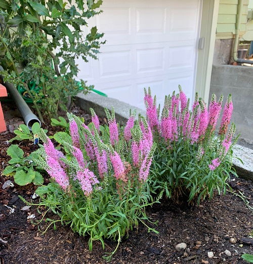 25 φυτά για παρτέρια και μονοπάτια που θα ανθίζουν ασταμάτητα από την Άνοιξη μέχρι το Φθινόπωρο 23 25 φυτά για παρτέρια και μονοπάτια που θα ανθίζουν ασταμάτητα από την Άνοιξη μέχρι το Φθινόπωρο