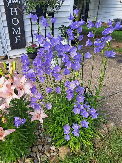25 φυτά για παρτέρια και μονοπάτια που θα ανθίζουν ασταμάτητα από την Άνοιξη μέχρι το Φθινόπωρο 25 25 φυτά για παρτέρια και μονοπάτια που θα ανθίζουν ασταμάτητα από την Άνοιξη μέχρι το Φθινόπωρο