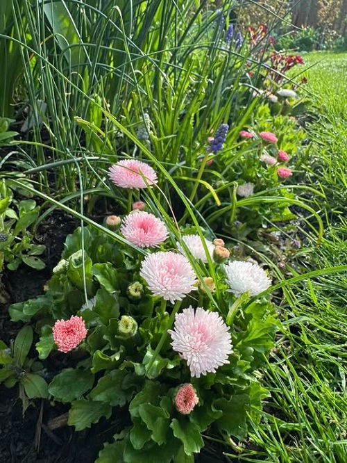 25 φυτά για παρτέρια και μονοπάτια που θα ανθίζουν ασταμάτητα από την Άνοιξη μέχρι το Φθινόπωρο 26 25 φυτά για παρτέρια και μονοπάτια που θα ανθίζουν ασταμάτητα από την Άνοιξη μέχρι το Φθινόπωρο