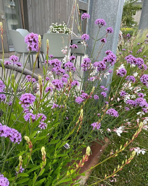 25 φυτά για παρτέρια και μονοπάτια που θα ανθίζουν ασταμάτητα από την Άνοιξη μέχρι το Φθινόπωρο 5 25 φυτά για παρτέρια και μονοπάτια που θα ανθίζουν ασταμάτητα από την Άνοιξη μέχρι το Φθινόπωρο