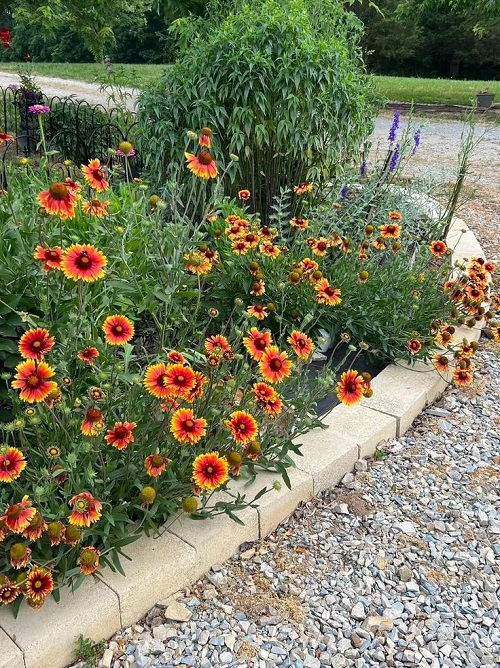 25 φυτά για παρτέρια και μονοπάτια που θα ανθίζουν ασταμάτητα από την Άνοιξη μέχρι το Φθινόπωρο 8 25 φυτά για παρτέρια και μονοπάτια που θα ανθίζουν ασταμάτητα από την Άνοιξη μέχρι το Φθινόπωρο