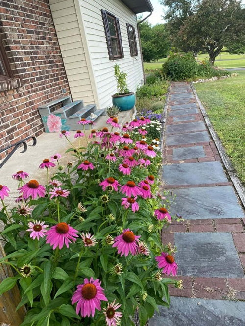 25 φυτά για παρτέρια και μονοπάτια που θα ανθίζουν ασταμάτητα από την Άνοιξη μέχρι το Φθινόπωρο 2 25 φυτά για παρτέρια και μονοπάτια που θα ανθίζουν ασταμάτητα από την Άνοιξη μέχρι το Φθινόπωρο