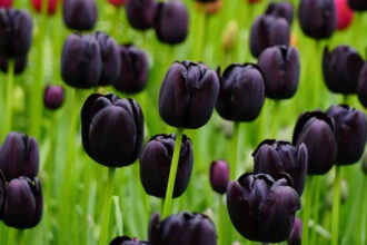 Μαύρα φυτά στον κήπο: Πώς να δημιουργήσετε έναν εντυπωσιακό “Gothic” κήπο