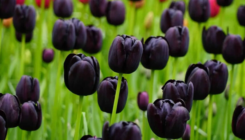 Μαύρα φυτά στον κήπο: Πώς να δημιουργήσετε έναν εντυπωσιακό “Gothic” κήπο