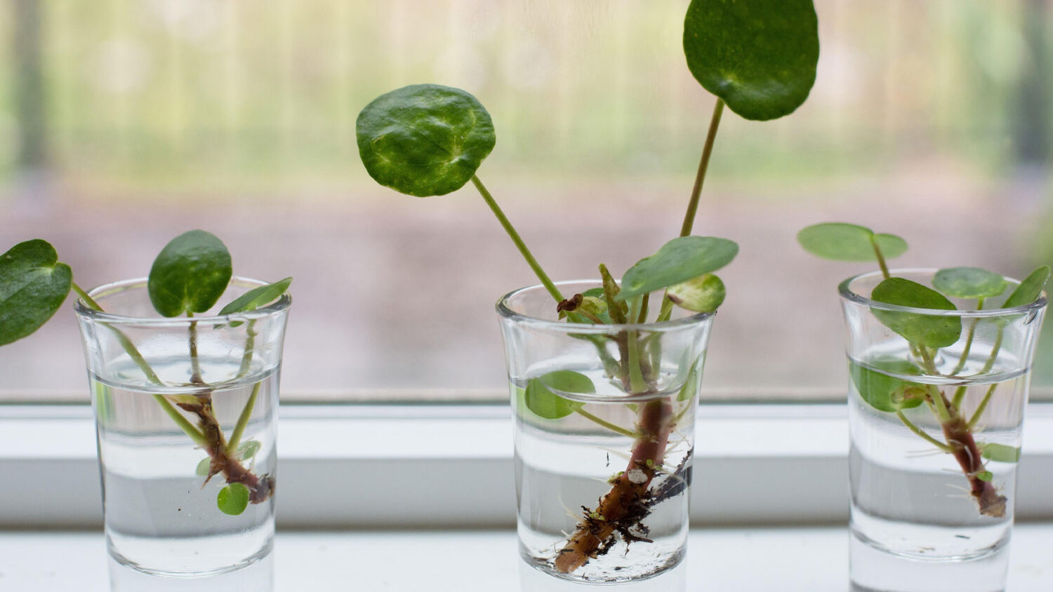 Κινέζικο Λεφτόδεντρο Chinese Money Plant: Πώς να το καλλιεργήσεις μέσα σε ένα ποτήρι νερό