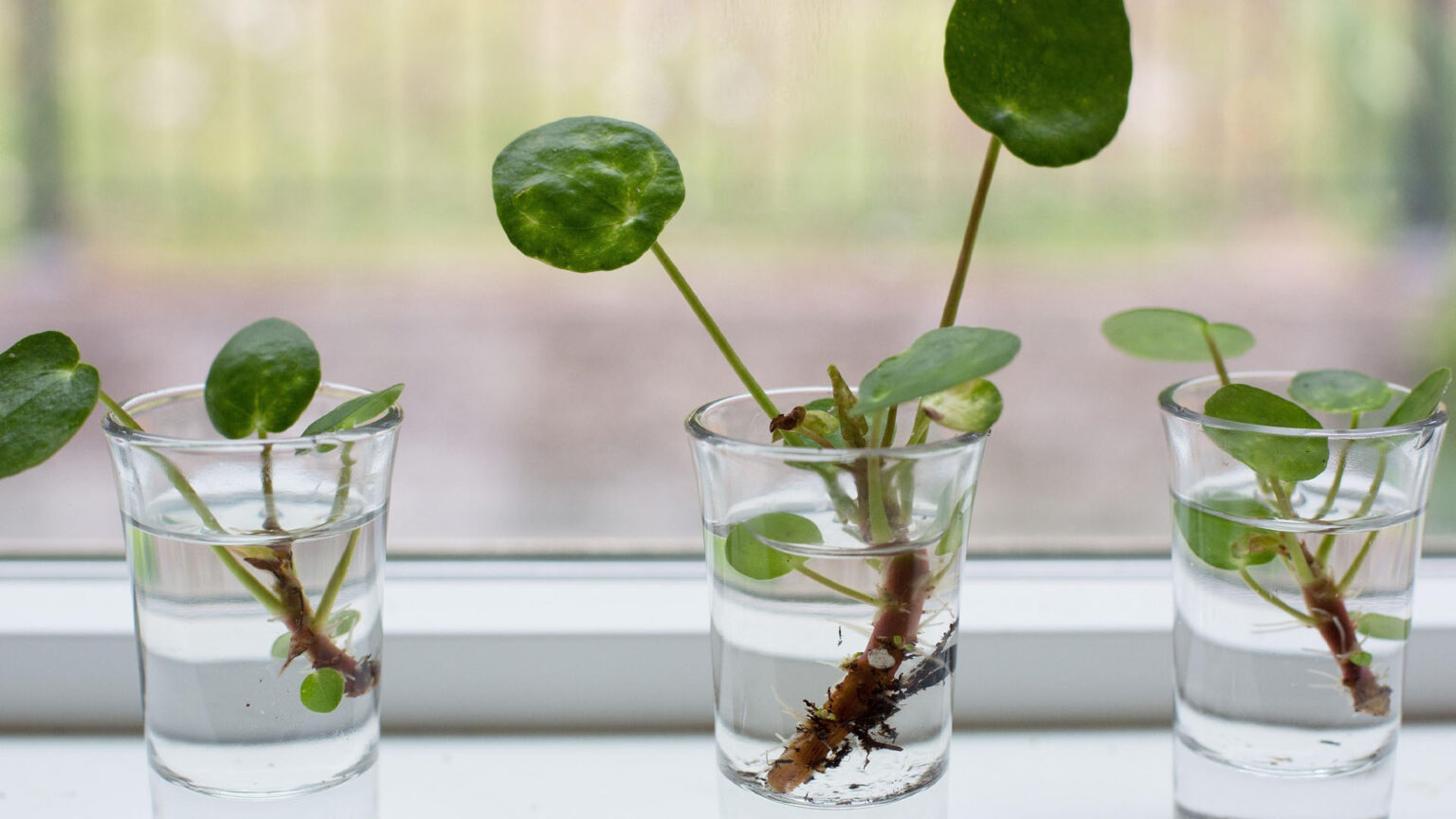 Κινέζικο Λεφτόδεντρο Chinese Money Plant: Πώς να το καλλιεργήσεις μέσα σε ένα ποτήρι νερό