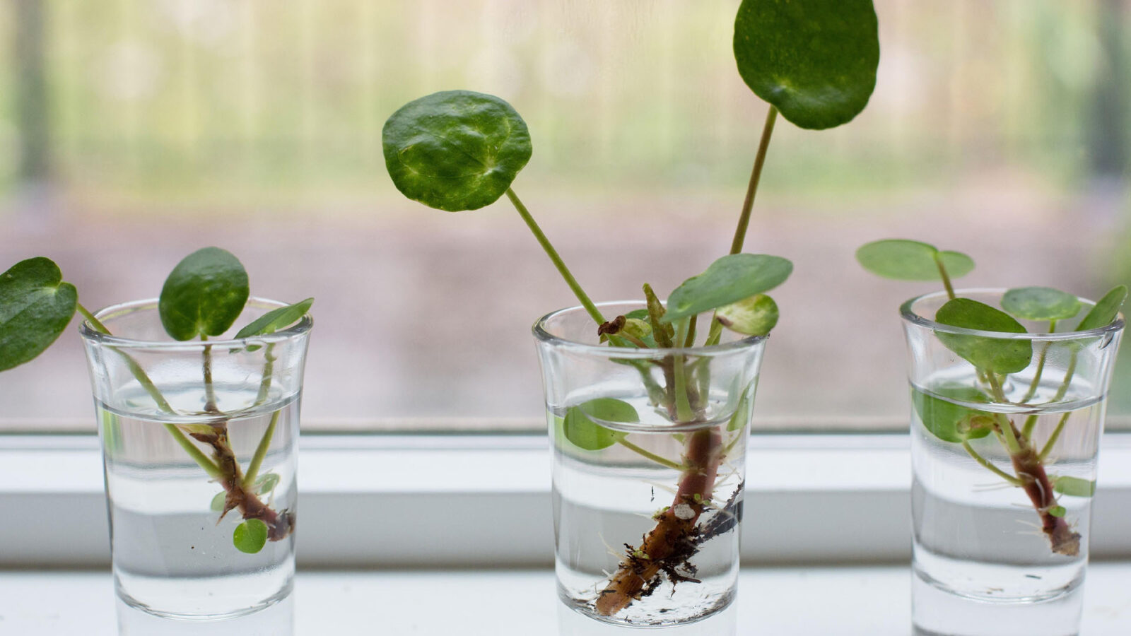 Κινέζικο Λεφτόδεντρο Chinese Money Plant: Πώς να το καλλιεργήσεις μέσα σε ένα ποτήρι νερό