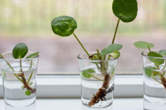 Κινέζικο Λεφτόδεντρο Chinese Money Plant: Πώς να το καλλιεργήσεις μέσα σε ένα ποτήρι νερό