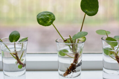 Κινέζικο Λεφτόδεντρο Chinese Money Plant: Πώς να το καλλιεργήσεις μέσα σε ένα ποτήρι νερό