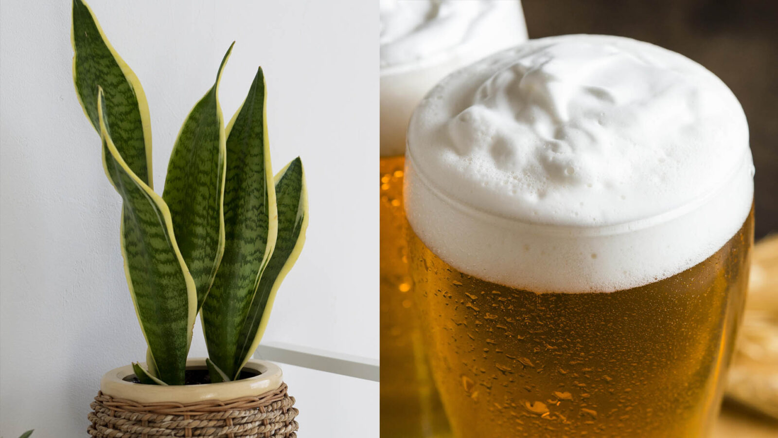 Πότισε την Σανσεβιέρια με μπύρα για να έρθει σε Τσακίρ κέφι - Γιατί το κάνω και πώς λειτουργεί