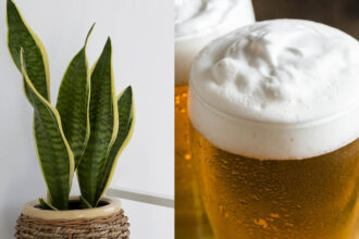Πότισε την Σανσεβιέρια με μπύρα για να έρθει σε Τσακίρ κέφι - Γιατί το κάνω και πώς λειτουργεί