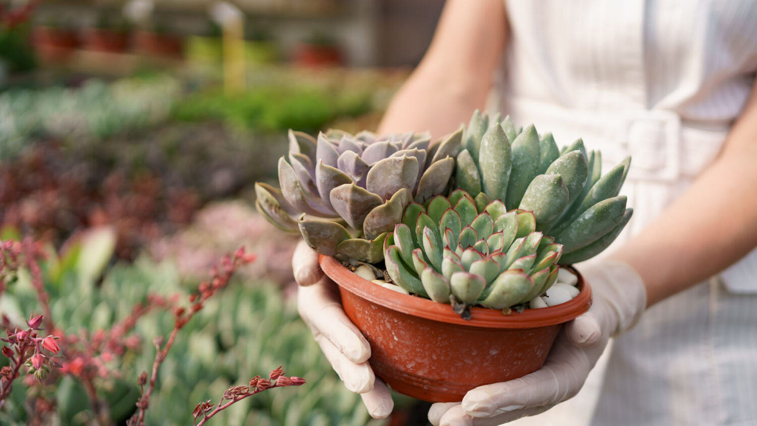 Γιατί τα παχύφυτα δεν μεγαλώνουν; Τα 3 πράγματα που χρειάζονται για να "ξυπνήσουν"