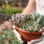 Γιατί τα παχύφυτα δεν μεγαλώνουν; Τα 3 πράγματα που χρειάζονται για να "ξυπνήσουν"