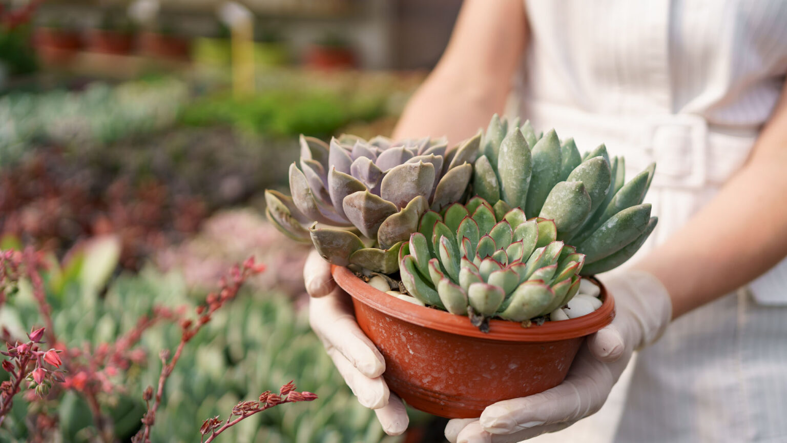 Γιατί τα παχύφυτα δεν μεγαλώνουν; Τα 3 πράγματα που χρειάζονται για να "ξυπνήσουν"