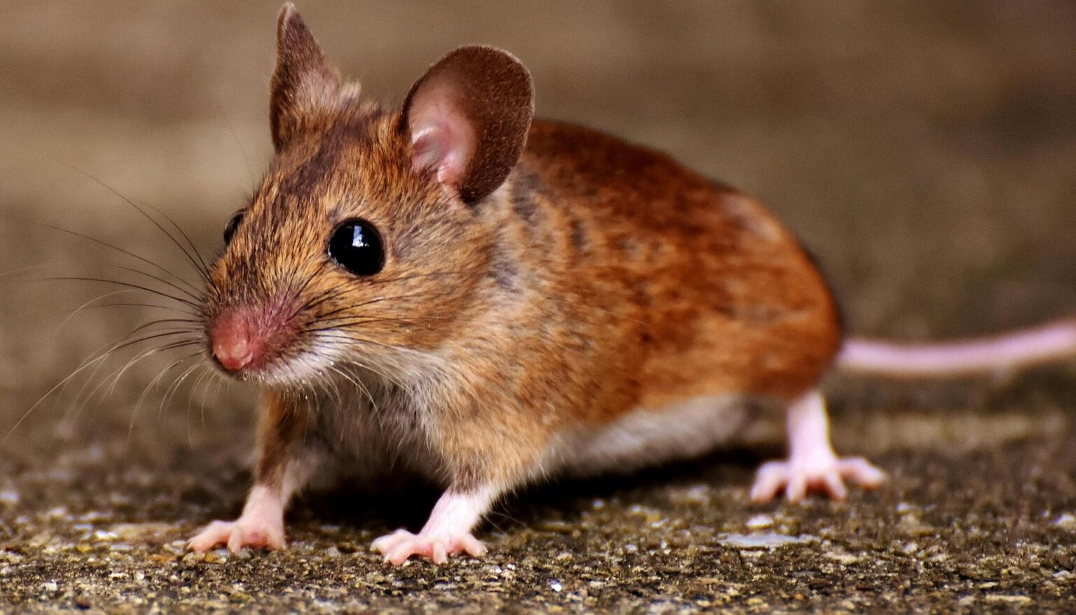 Βάλτε αυτό στην κουζίνα και τα ποντίκια εξαφανίζονται: Το κόλπο των 2 ευρώ που θα σώσει τα εξοχικά μας