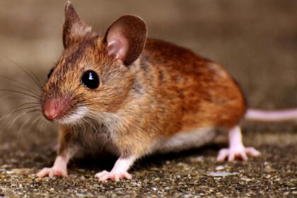 Βάλτε αυτό στην κουζίνα και τα ποντίκια εξαφανίζονται: Το κόλπο των 2 ευρώ που θα σώσει τα εξοχικά μας