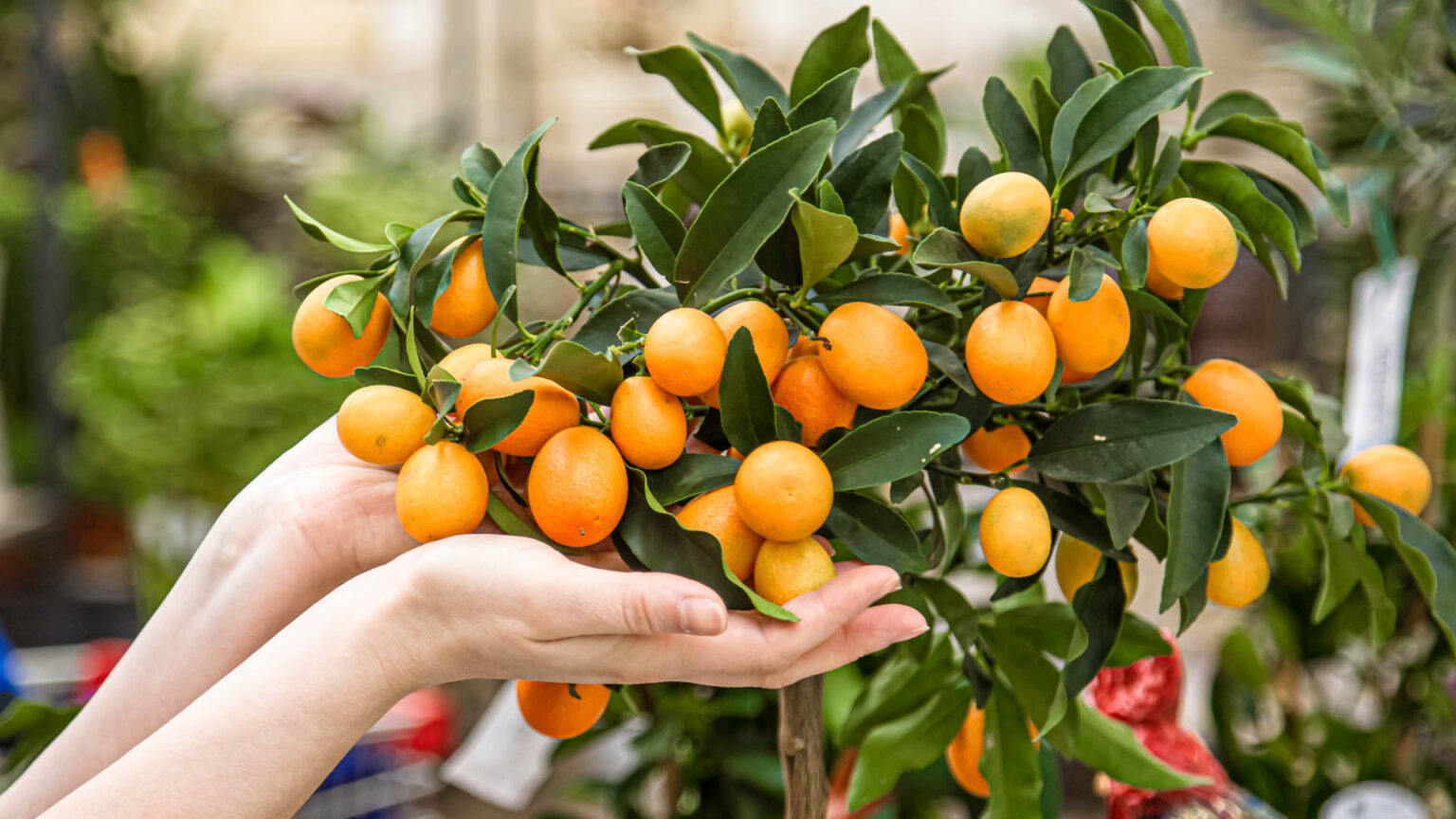Πώς να καλλιεργήσεις πορτοκαλιά σε γλάστρα - Όλα όσα πρέπει να ξέρεις για να βγάλουν καρπό στο σπίτι