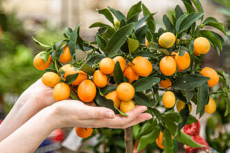 Πώς να καλλιεργήσεις πορτοκαλιά σε γλάστρα - Όλα όσα πρέπει να ξέρεις για να βγάλουν καρπό στο σπίτι