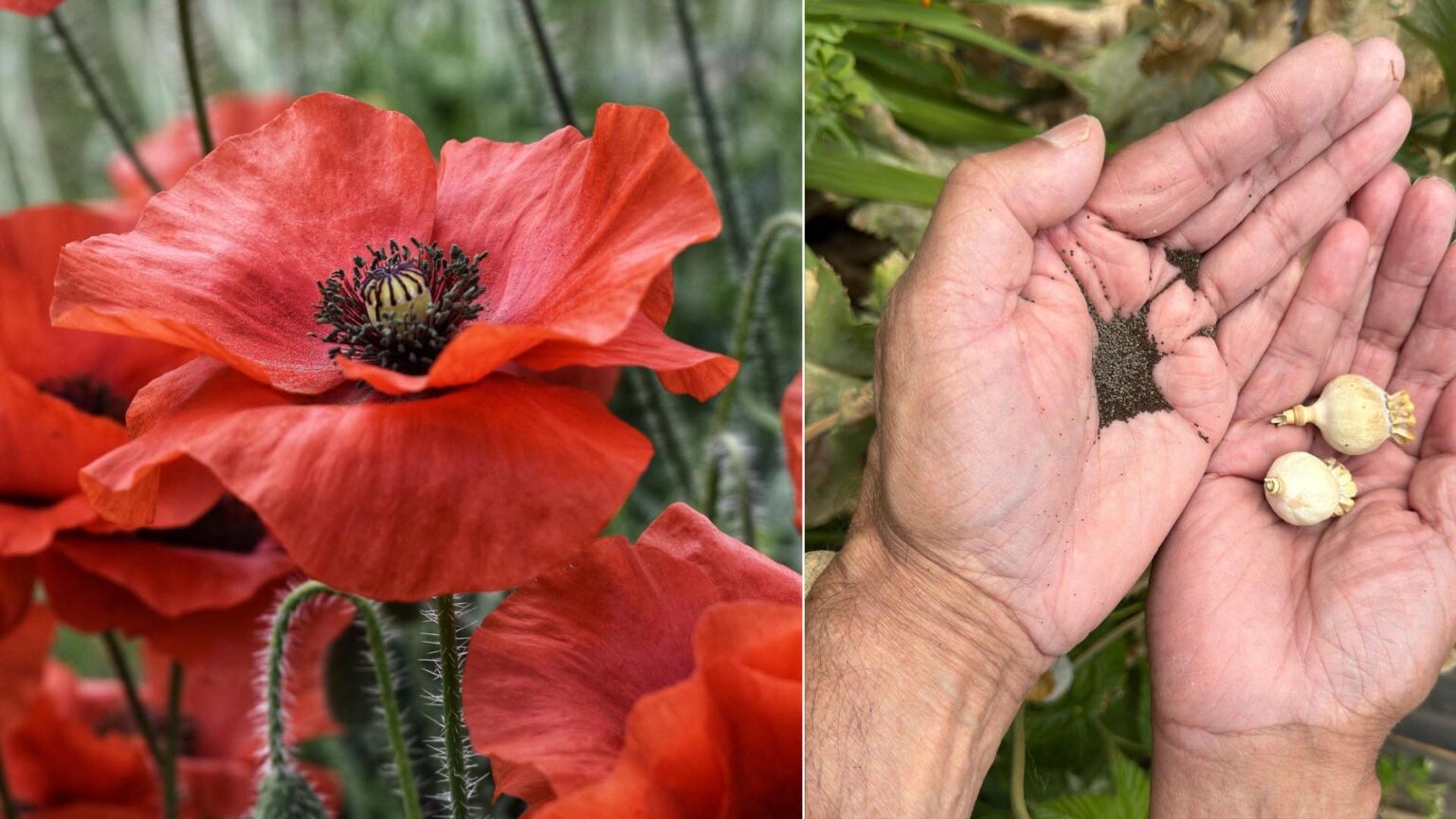 Μπορούν να φυτευτούν παπαρούνες σε γλάστρα; Δείτε πώς να τις φυτέψετε ακόμα και από άγριους σπόρους - Τώρα είναι η εποχή