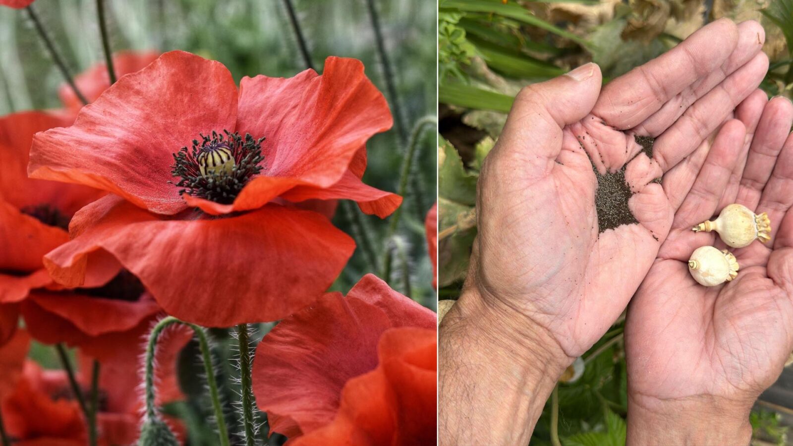 Μπορούν να φυτευτούν παπαρούνες σε γλάστρα; Δείτε πώς να τις φυτέψετε ακόμα και από άγριους σπόρους - Τώρα είναι η εποχή
