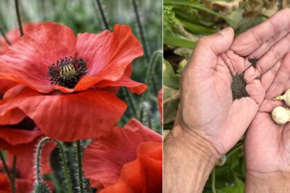 Μπορούν να φυτευτούν παπαρούνες σε γλάστρα; Δείτε πώς να τις φυτέψετε ακόμα και από άγριους σπόρους - Τώρα είναι η εποχή