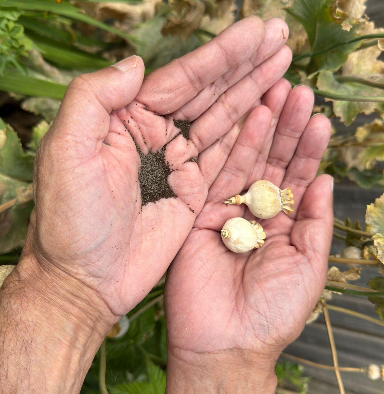 Μπορούν να φυτευτούν παπαρούνες σε γλάστρα; Δείτε πώς να τις φυτέψετε ακόμα και από άγριους σπόρους - Τώρα είναι η εποχή 3 Μπορούν να φυτευτούν παπαρούνες σε γλάστρα; Δείτε πώς να τις φυτέψετε ακόμα και από άγριους σπόρους - Τώρα είναι η εποχή