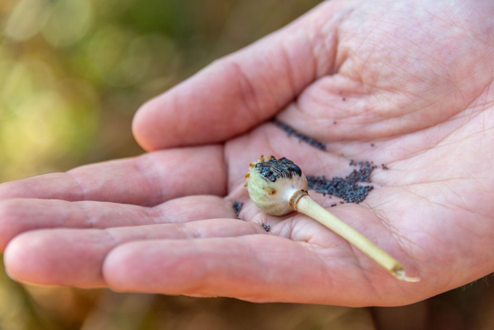 Μπορούν να φυτευτούν παπαρούνες σε γλάστρα; Δείτε πώς να τις φυτέψετε ακόμα και από άγριους σπόρους - Τώρα είναι η εποχή 2 Μπορούν να φυτευτούν παπαρούνες σε γλάστρα; Δείτε πώς να τις φυτέψετε ακόμα και από άγριους σπόρους - Τώρα είναι η εποχή