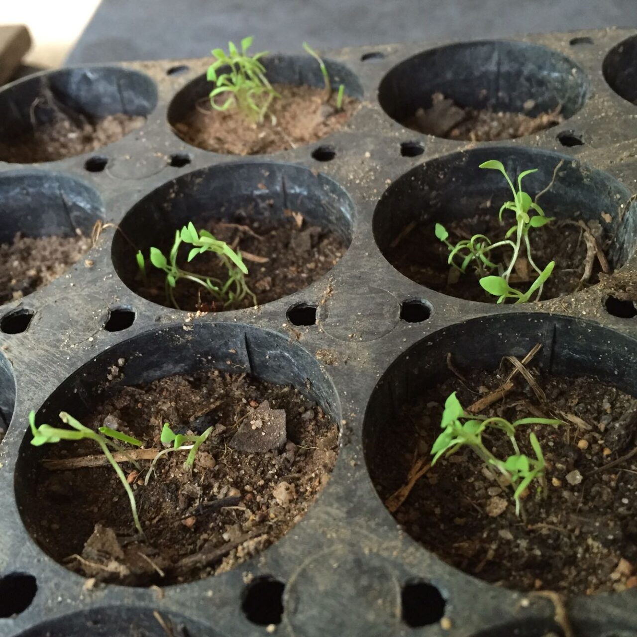 Μπορούν να φυτευτούν παπαρούνες σε γλάστρα; Δείτε πώς να τις φυτέψετε ακόμα και από άγριους σπόρους - Τώρα είναι η εποχή 4 Μπορούν να φυτευτούν παπαρούνες σε γλάστρα; Δείτε πώς να τις φυτέψετε ακόμα και από άγριους σπόρους - Τώρα είναι η εποχή