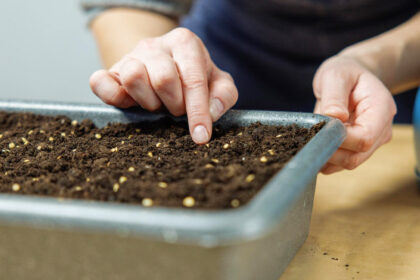 6 φυτά που πρέπει να σπείρεις πριν από τον Απρίλιο για πλούσια συγκομιδή το καλοκαίρι