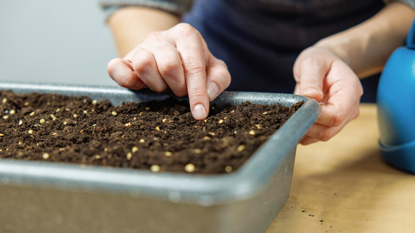 6 φυτά που πρέπει να σπείρεις πριν από τον Απρίλιο για πλούσια συγκομιδή το καλοκαίρι