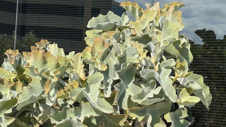 Τεράστια παχύφυτα στον κήπο μου μοιάζουν με γλυπτά 6 Τεράστια παχύφυτα στον κήπο μου μοιάζουν με γλυπτά