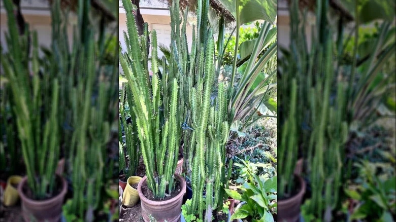 Τεράστια παχύφυτα στον κήπο μου μοιάζουν με γλυπτά 2 Τεράστια παχύφυτα στον κήπο μου μοιάζουν με γλυπτά