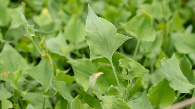 Φύτεψε αυτά τα λαχανικά τον Μάρτιο σε δοχεία για να έχεις σταθερό προβάδισμα στις καλλιέργειες σου 3 Φύτεψε αυτά τα λαχανικά τον Μάρτιο σε δοχεία για να έχεις σταθερό προβάδισμα στις καλλιέργειες σου