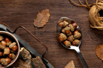 Τρώγονται τα βελανίδια; Ο σωστός τρόπος για να τα φάτε με ασφάλεια