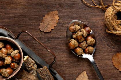 Τρώγονται τα βελανίδια; Ο σωστός τρόπος για να τα φάτε με ασφάλεια