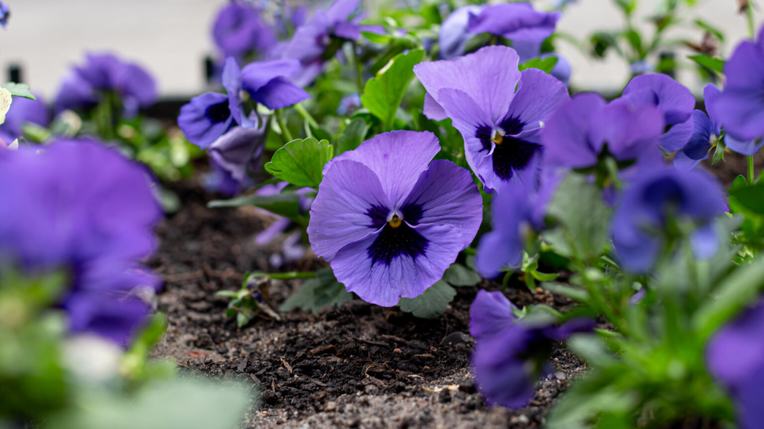 Το ξεχασμένο Λουλούδι: Το μικροσκοπικό φυτό με το απίστευτο άρωμα που σιγά - σιγά εξαφανίζεται από τους κήπους