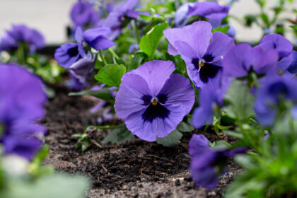 Το ξεχασμένο Λουλούδι: Το μικροσκοπικό φυτό με το απίστευτο άρωμα που σιγά - σιγά εξαφανίζεται από τους κήπους