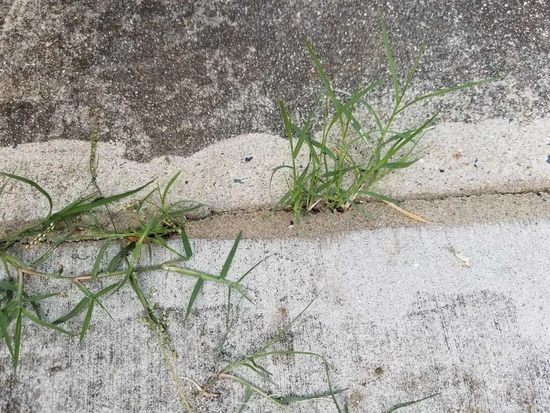 Σταματήστε να ξεριζώνετε ζιζάνια στην αυλή: 5 απλά κόλπα για να μην ξαναβγούν 2 Σταματήστε να ξεριζώνετε ζιζάνια στην αυλή: 5 απλά κόλπα για να μην ξαναβγούν