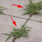 Σταματήστε να ξεριζώνετε ζιζάνια στην αυλή: 5 απλά κόλπα για να μην ξαναβγούν