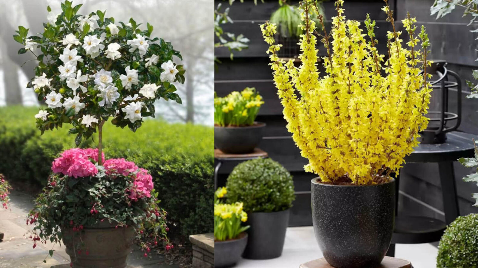 Το μπαλκόνι σου θα γεμίσει λουλούδια: 15 δέντρα που ανθίζουν σε γλάστρα