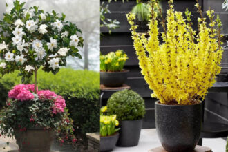 Το μπαλκόνι σου θα γεμίσει λουλούδια: 15 δέντρα που ανθίζουν σε γλάστρα