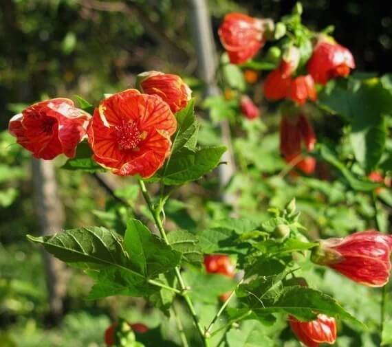 Το μπαλκόνι σου θα γεμίσει λουλούδια: 15 δέντρα που ανθίζουν σε γλάστρα 14 Το μπαλκόνι σου θα γεμίσει λουλούδια: 15 δέντρα που ανθίζουν σε γλάστρα