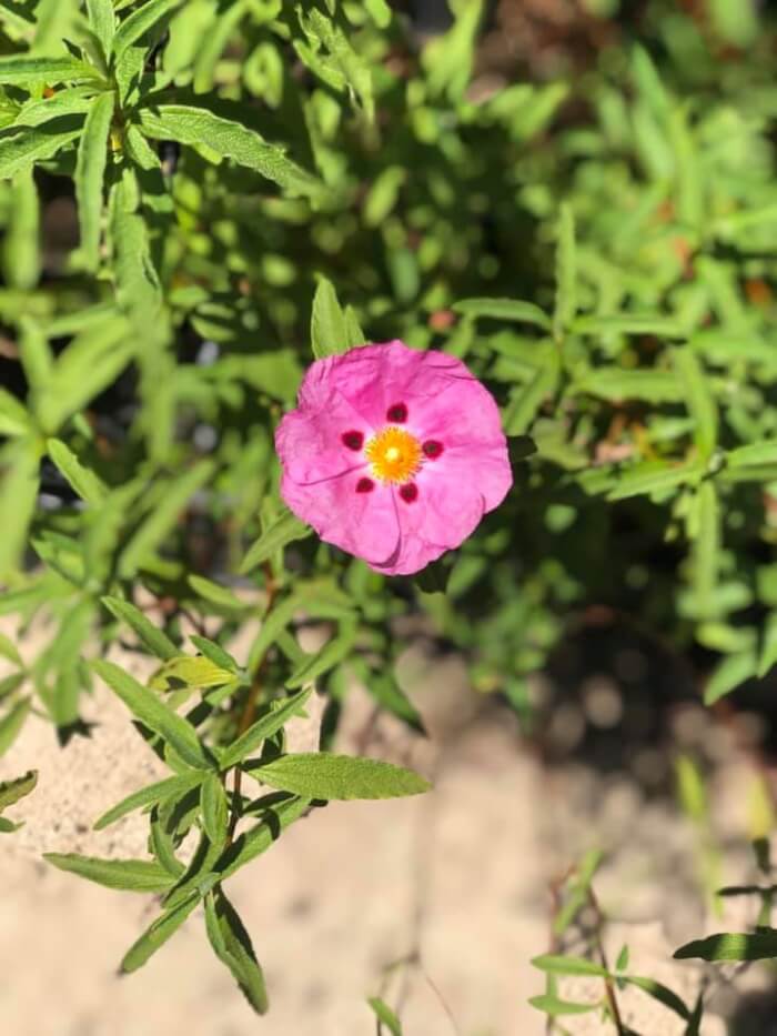 Το μπαλκόνι σου θα γεμίσει λουλούδια: 15 δέντρα που ανθίζουν σε γλάστρα 15 Το μπαλκόνι σου θα γεμίσει λουλούδια: 15 δέντρα που ανθίζουν σε γλάστρα