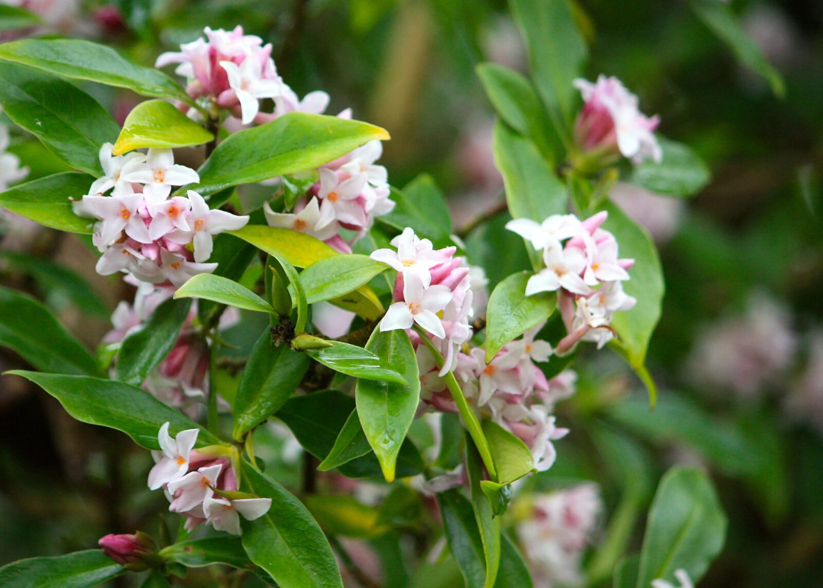 Το μπαλκόνι σου θα γεμίσει λουλούδια: 15 δέντρα που ανθίζουν σε γλάστρα 5 Το μπαλκόνι σου θα γεμίσει λουλούδια: 15 δέντρα που ανθίζουν σε γλάστρα