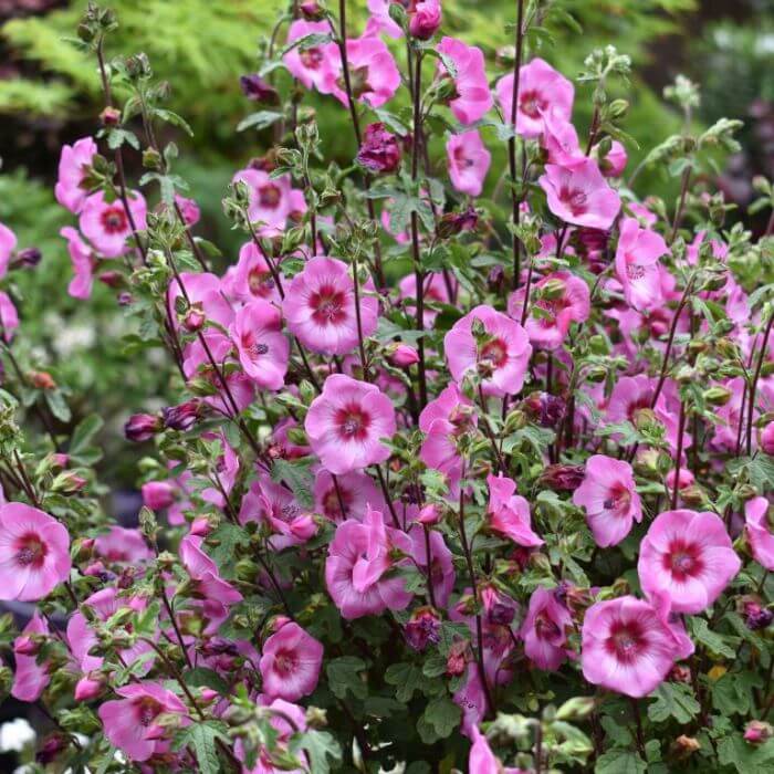 Το μπαλκόνι σου θα γεμίσει λουλούδια: 15 δέντρα που ανθίζουν σε γλάστρα 7 Το μπαλκόνι σου θα γεμίσει λουλούδια: 15 δέντρα που ανθίζουν σε γλάστρα