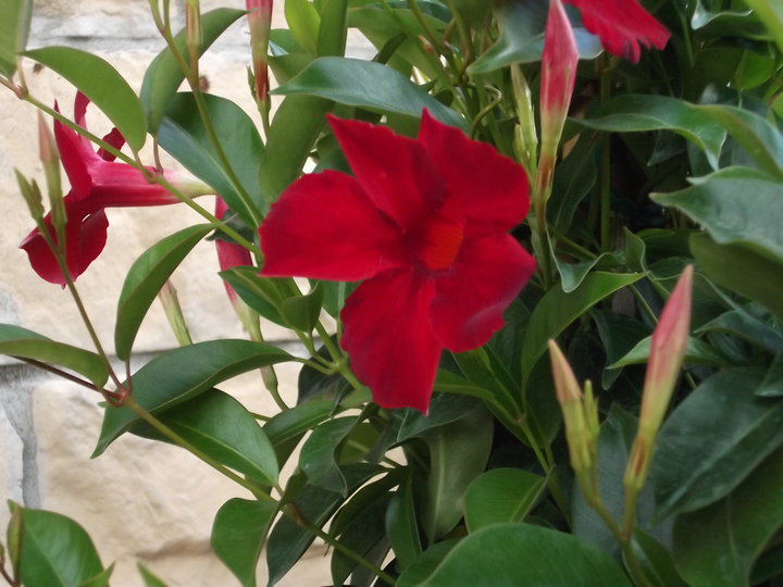 Ξέχνα τα γεράνια: Αυτό το φυτό θα ανθίζει όλο το καλοκαίρι αδιάκοπα 2 Ξέχνα τα γεράνια: Αυτό το φυτό θα ανθίζει όλο το καλοκαίρι αδιάκοπα