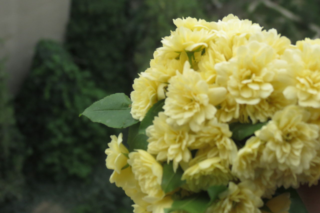 Ξέχνα τη βουκαμβίλια: Το αναρριχώμενο φυτό που είναι ιδανικό για κήπο και μπαλκόνι 2 Ξέχνα τη βουκαμβίλια: Το αναρριχώμενο φυτό που είναι ιδανικό για κήπο και μπαλκόνι