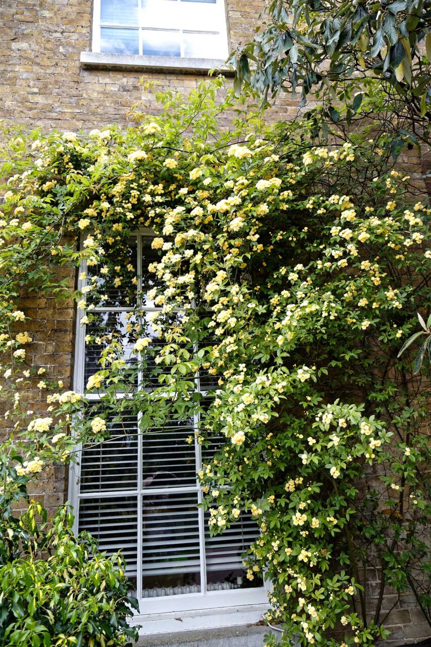 Ξέχνα τη βουκαμβίλια: Το αναρριχώμενο φυτό που είναι ιδανικό για κήπο και μπαλκόνι 4 Ξέχνα τη βουκαμβίλια: Το αναρριχώμενο φυτό που είναι ιδανικό για κήπο και μπαλκόνι