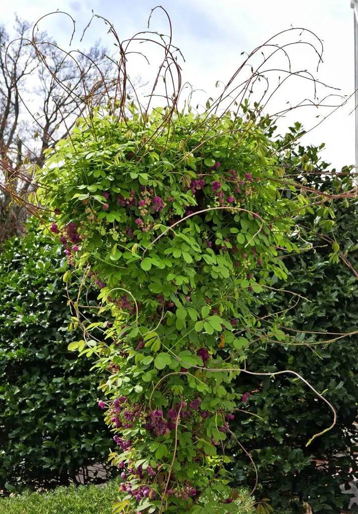 "Ομπρέλες" της φύσης: 23 αναρριχώμενα φυτά που προσφέρουν σκιά και χρώμα στον κήπο 14 "Ομπρέλες" της φύσης: 23 αναρριχώμενα φυτά που προσφέρουν σκιά και χρώμα στον κήπο